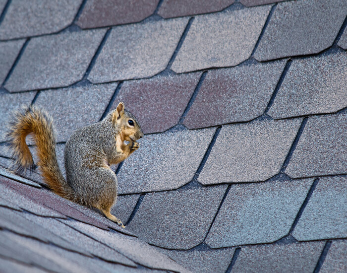 Most Common Attic Pests: Picture of a squirrel