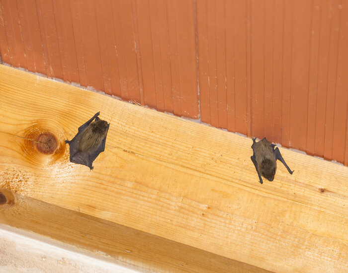 Bats in Attic: Bats in ceiling