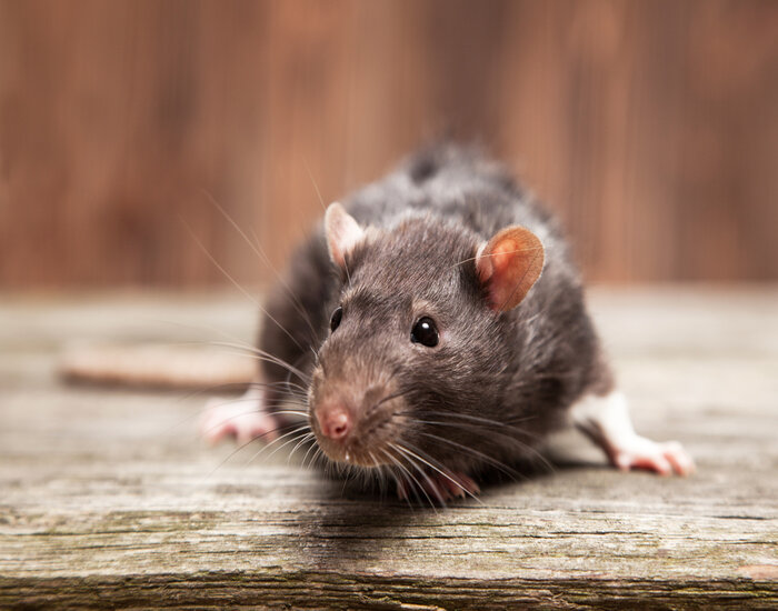 Pests in the Attic: Picture of a rat